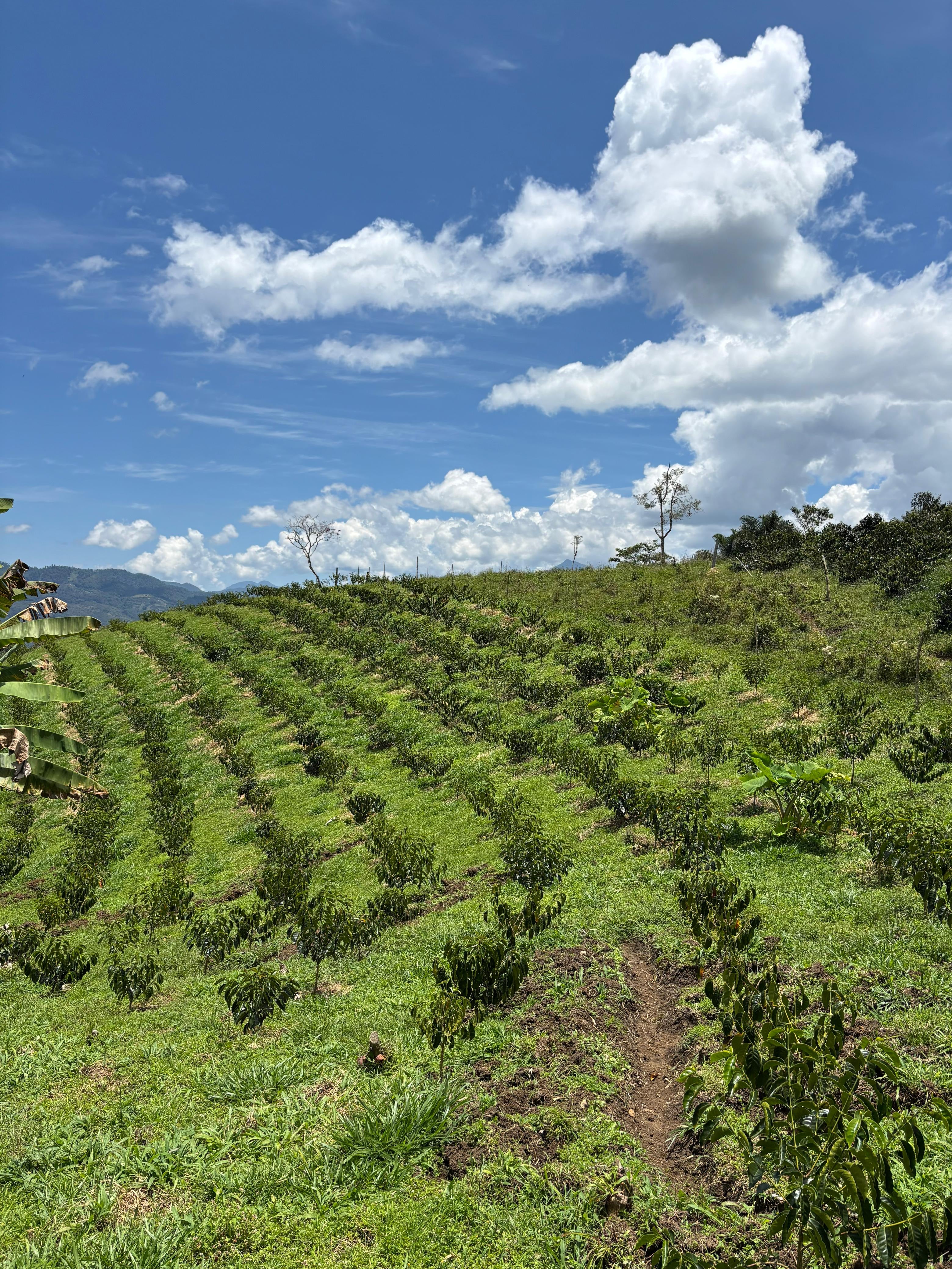 Bourbon Sidra (Honey)